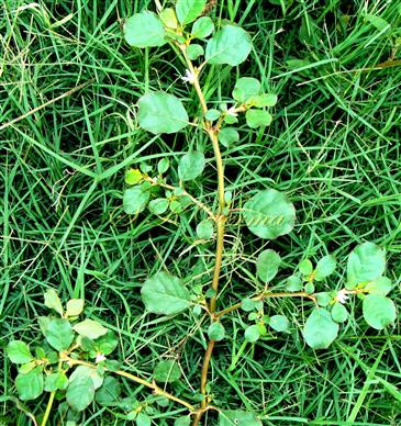  Plant